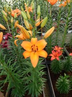 [5022 Benfica No02.JPG]